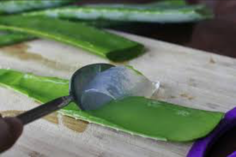 Aloe Vera "The Plant of Immortality" Fat Deposit Killer, Healer of Over 50 Diseases