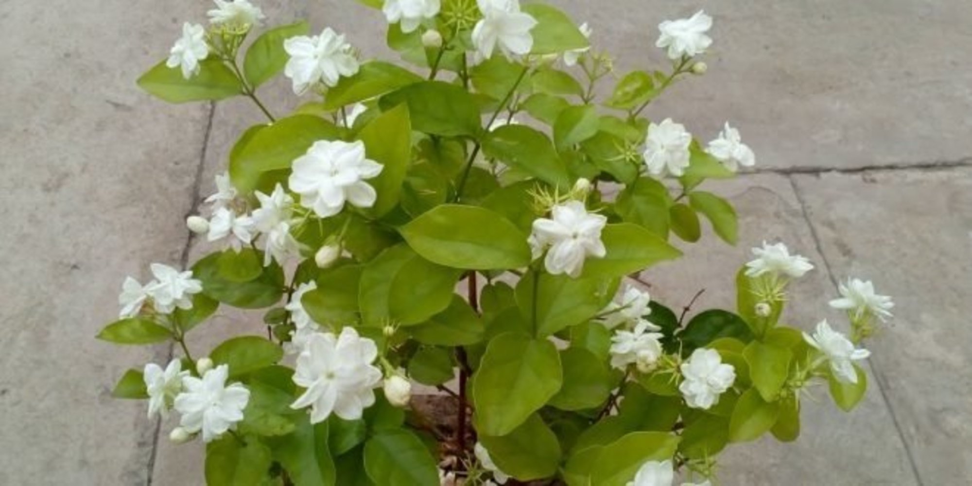 Keep Jasmine Plant in Your Room To Reduce Anxiety, Panic Attacks, And