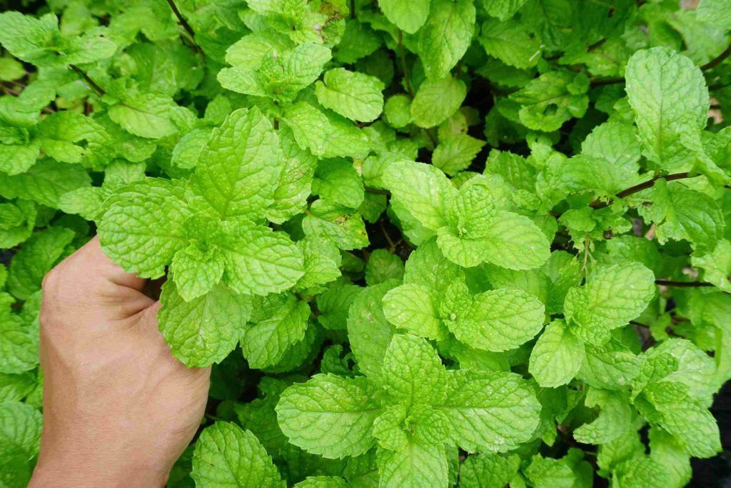 6-plants-that-repel-bugs-from-your-home-naturally