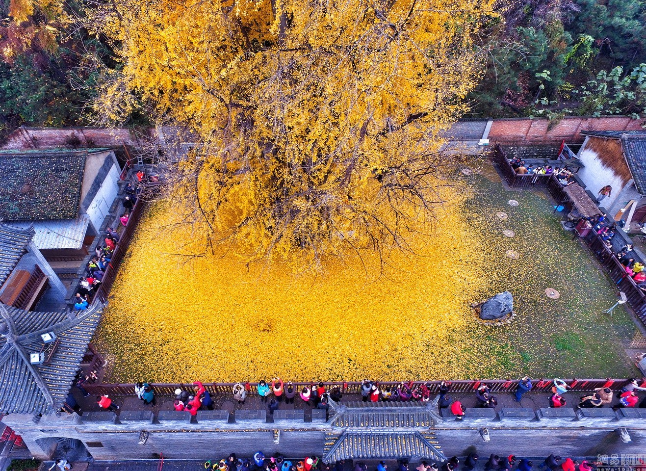 1400-Year-Old Giant Ginkgo Biloba Tree in China Drops an Blanket Of ...