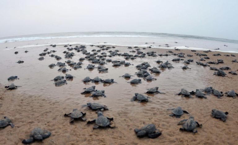 Endangered Sea Turtles Hatch On Deserted Beaches Amid Covid-19 Lockdown